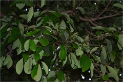 Alseodaphne semecarpifolia